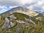 46 Leontopodium alpinum (Stelle alpine) su Cima Foppazzi versante nord con vista in Pizzo Arera